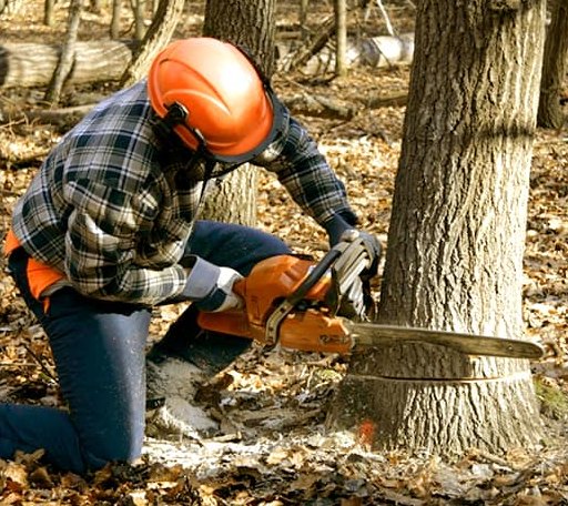 Tree Removal in Hessel, MI